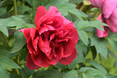10 TREE PEONY Mountain Paeony Paeonia Suffruticosa Arborea Mixed Colors Red Pink White Purple Yellow Bicolor Flower Shrub Seeds